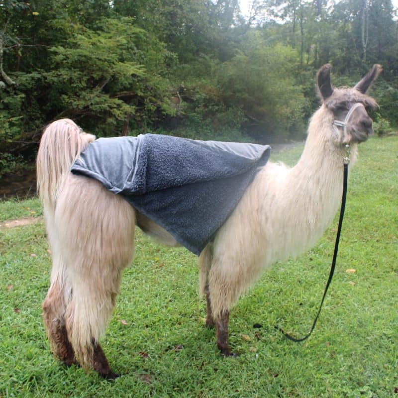 Rural Llama Throw